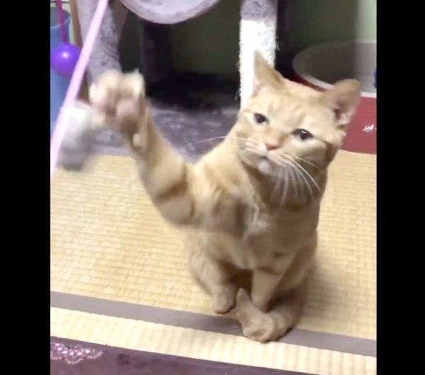 猫じゃらしで遊ぶポン子ちゃん