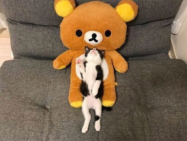 熟睡するむーくん