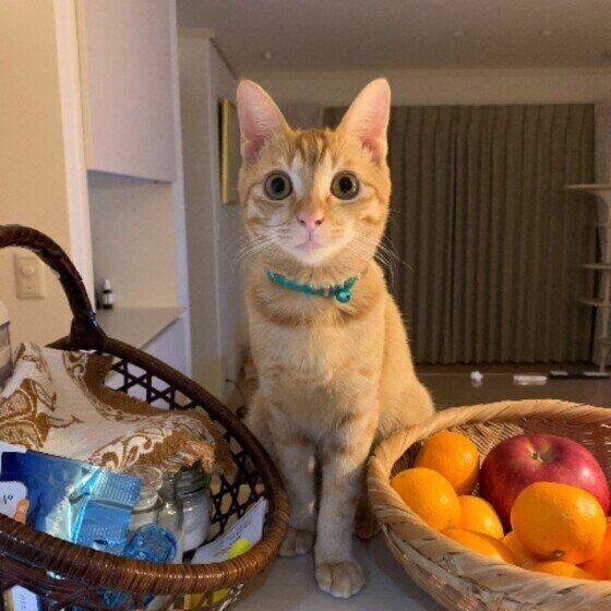 茶トラのタイガくん