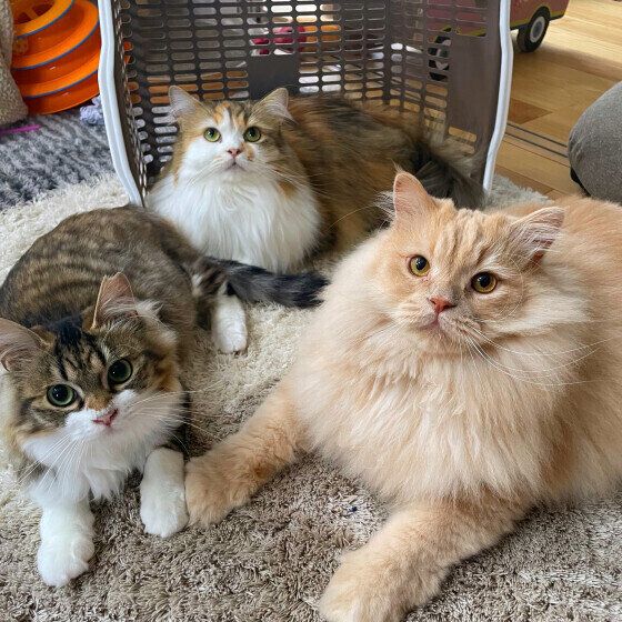 ラガマフィンのテオくんたち