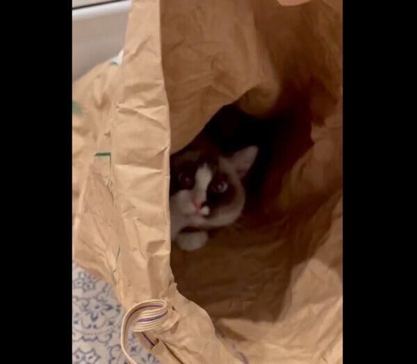 お米の袋の中に入るコテツくん