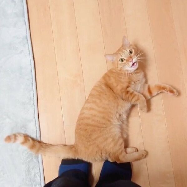 撫でてほしいゆずりくん