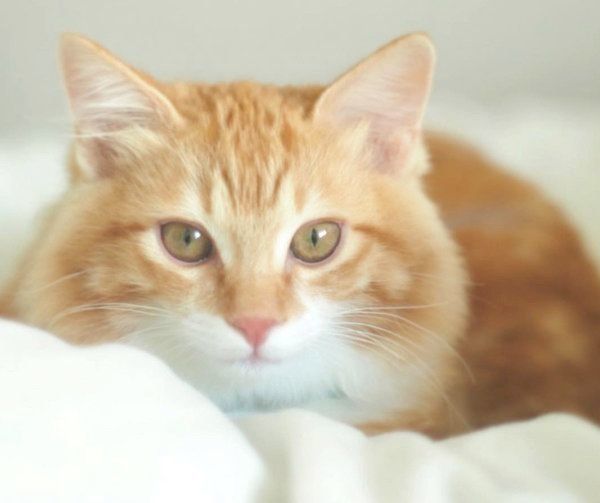 元保護猫・いくらちゃん