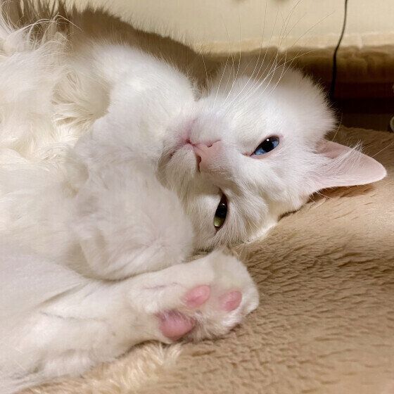 Mix（白）のマリンくん♪