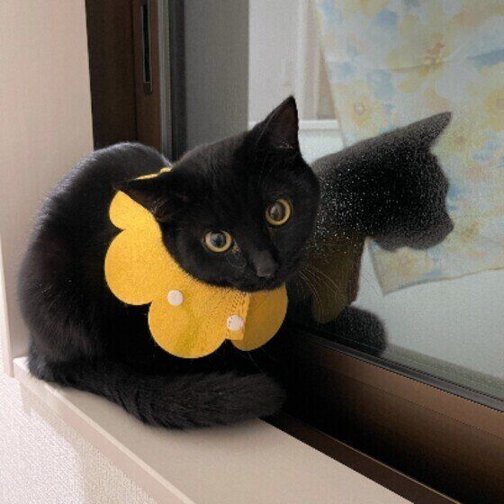 黒猫のぽんずちゃん