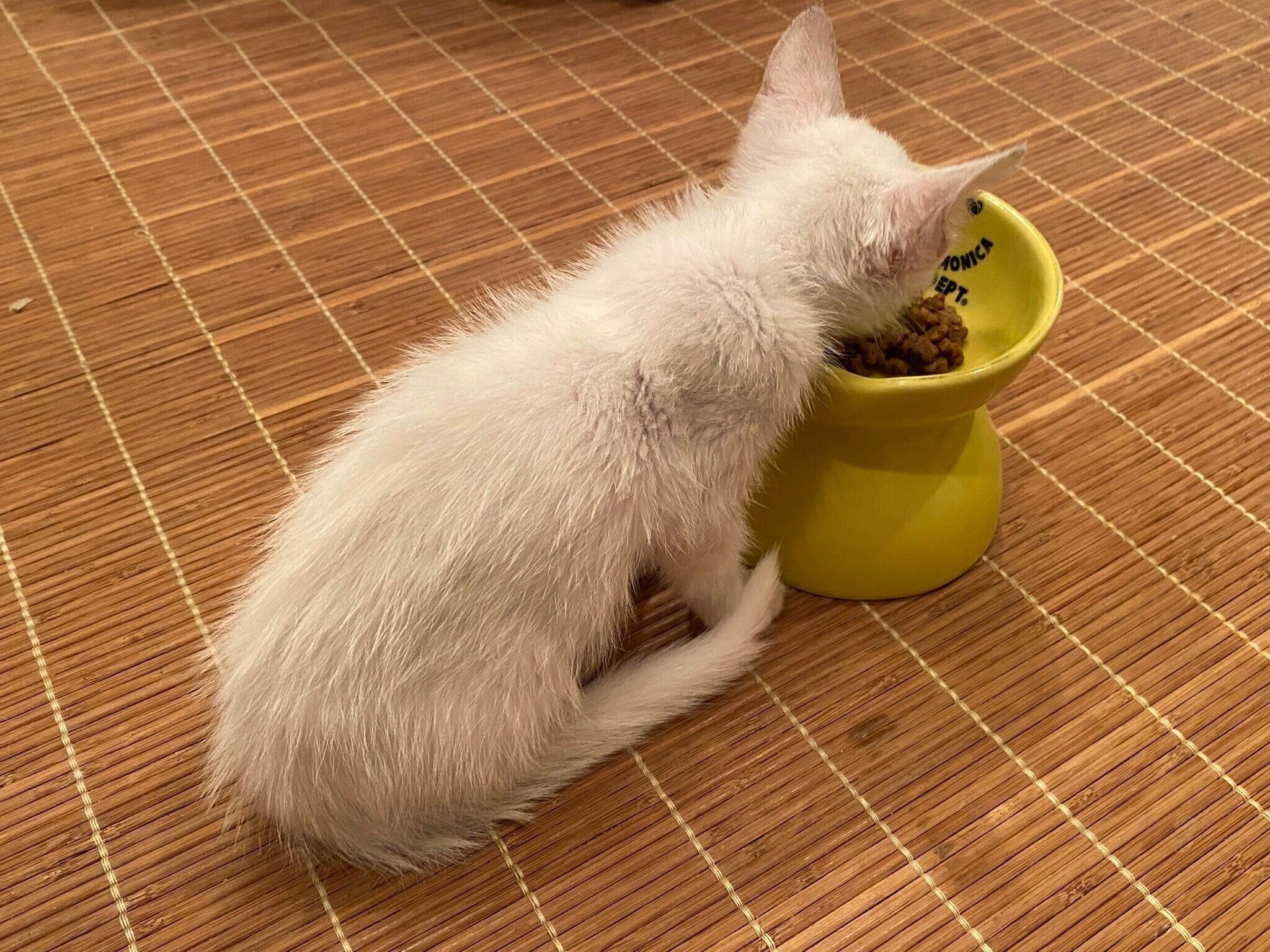 ゴハンを食べる虹来ちゃんの様子