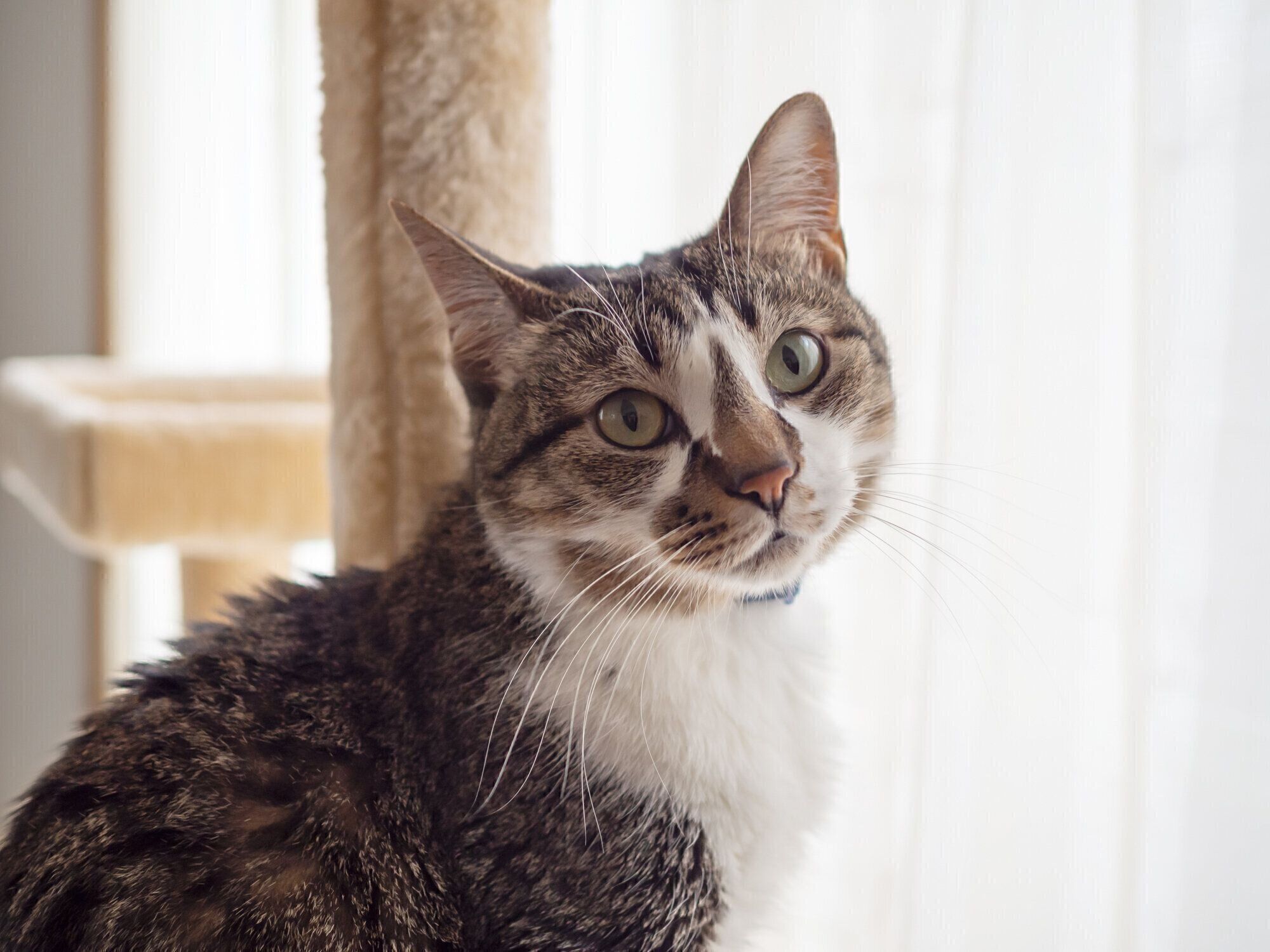 キャットタワーの上で見つめる猫