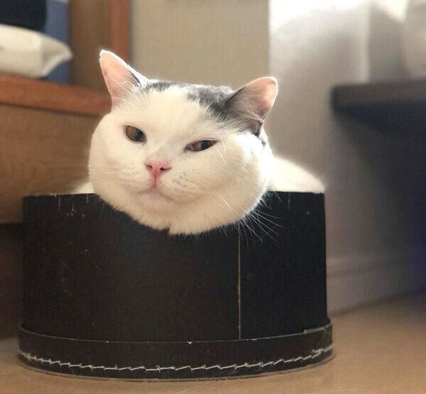 くつろぐカツヲくん