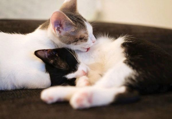 元保護猫・ナナちゃんとハチくん