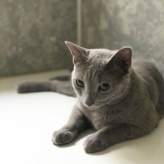 お風呂でくつろぐロシアンブルー