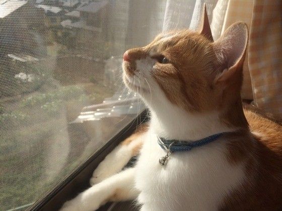 ひなたぼっこする猫