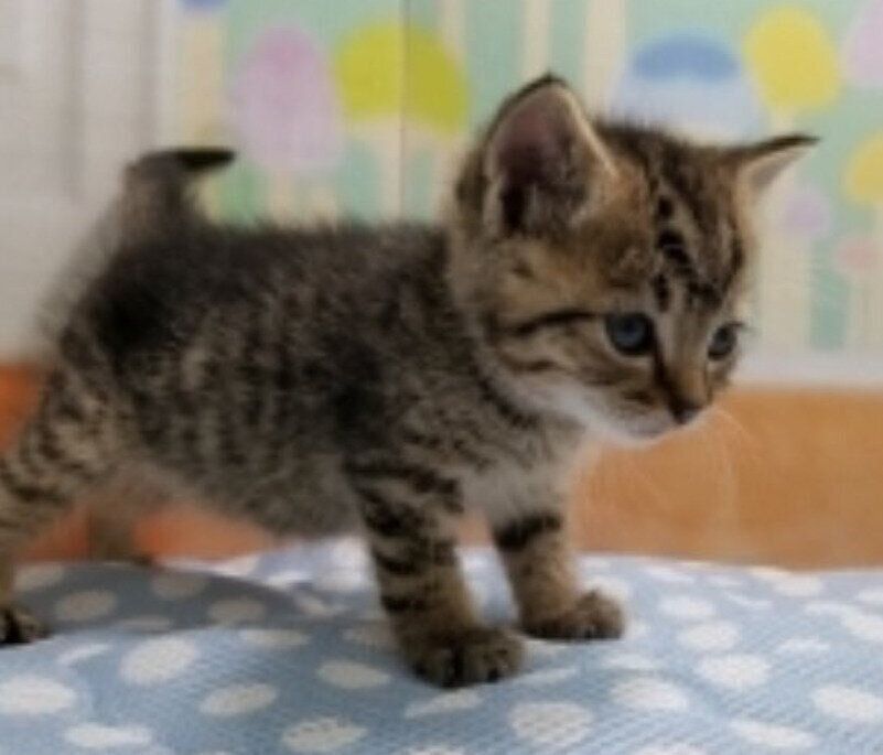 生後2カ月の子猫