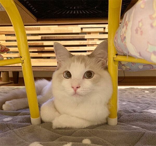 見つめるランガくん