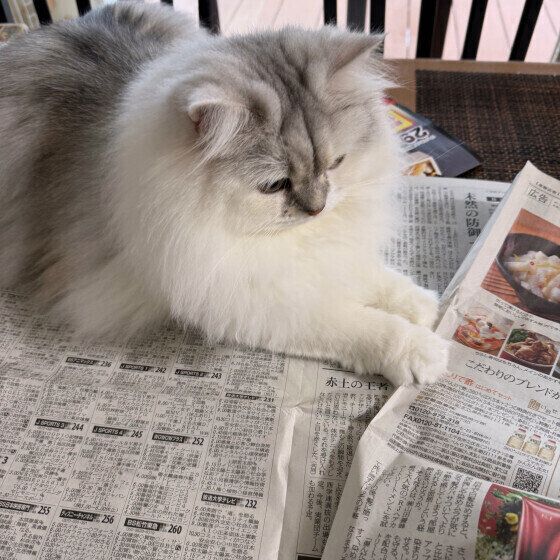 新聞紙で遊ぶラガマフィン