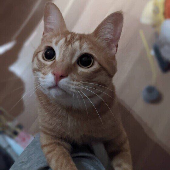 ふくちゃん（MIX）