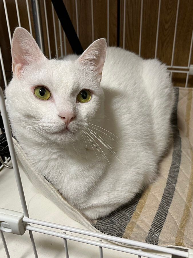 ケージの中で座る猫