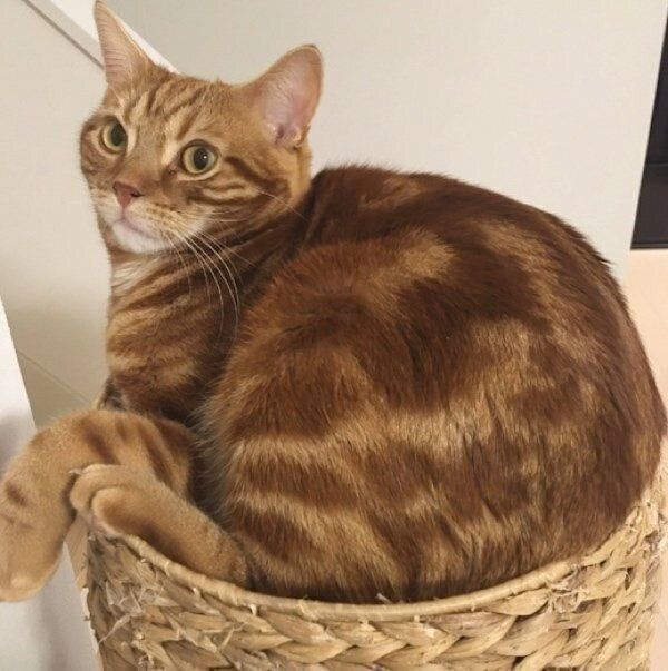 カゴにびっしり収まるナツメグくん