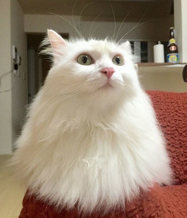 モフモフになったネムちゃん