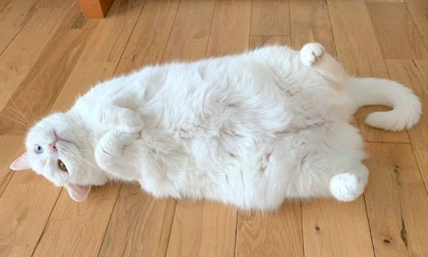 寝転がるてふちゃん