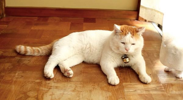 日向ぼっこする猫