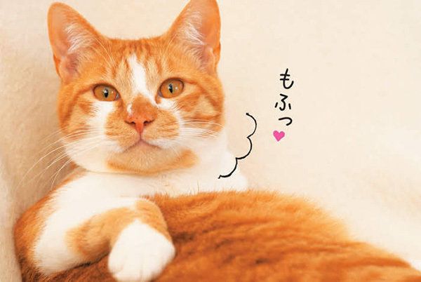 モフモフの猫／「ねこのきもち」2016年11月号