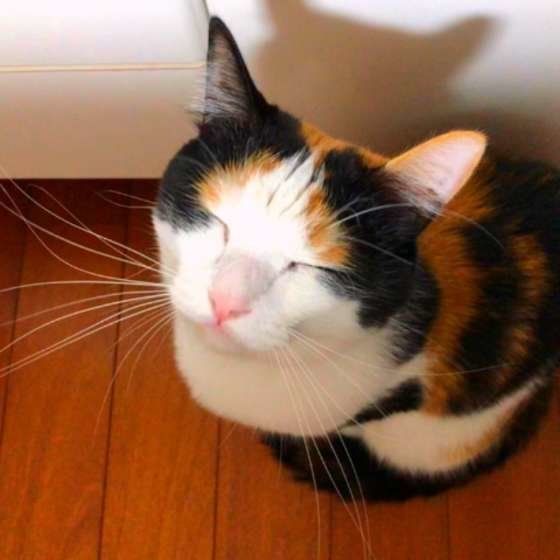 ミケ・にこちゃん・おやつ待ち