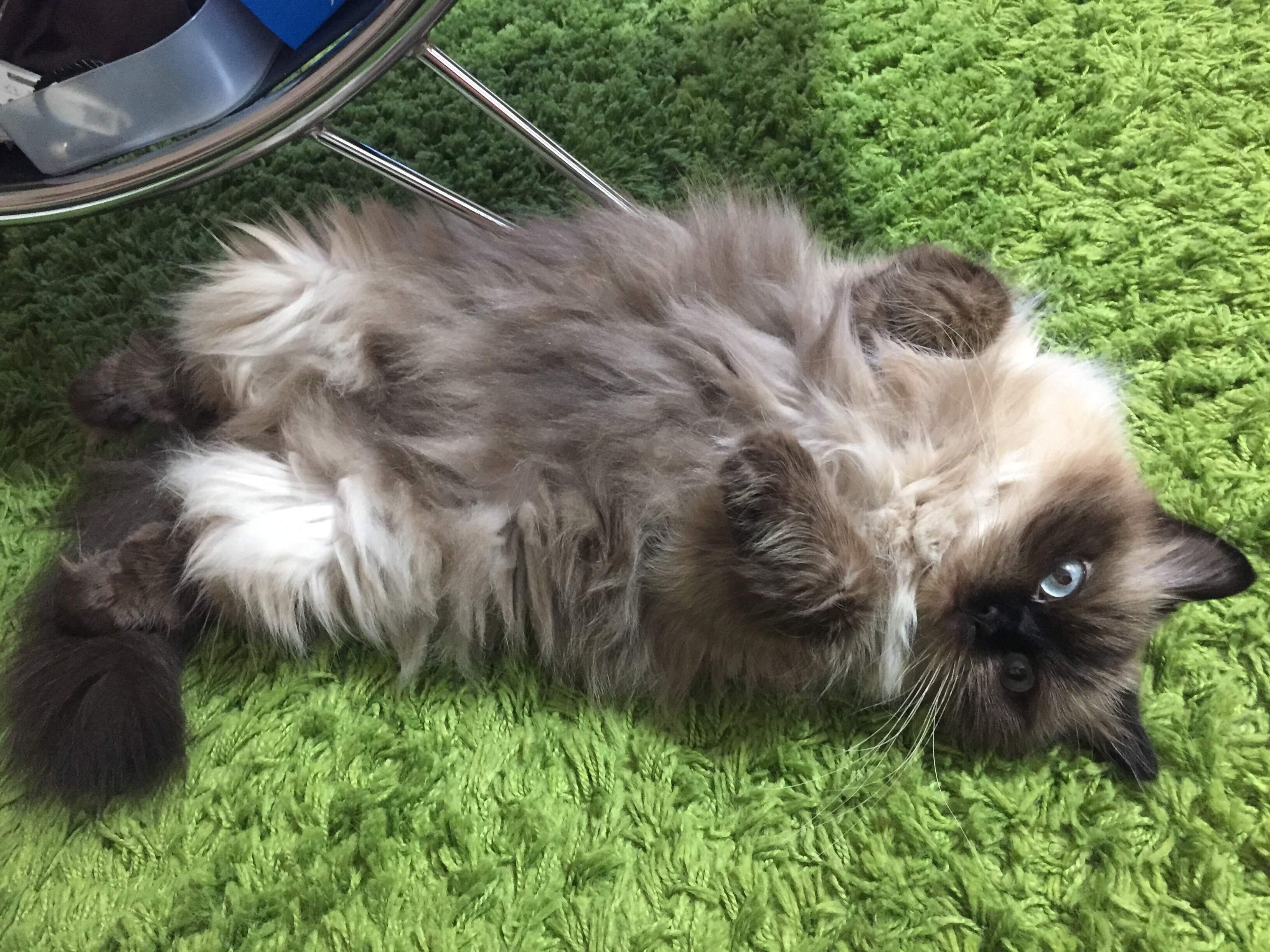 お腹を見せて寝転がるヒマラヤン