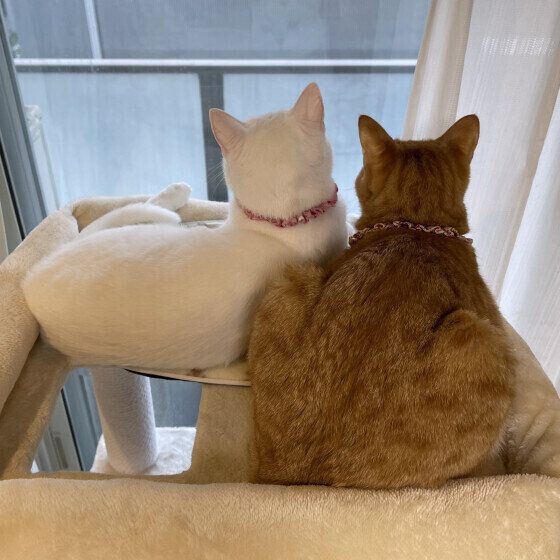 もなかちゃん（MIX茶トラ）