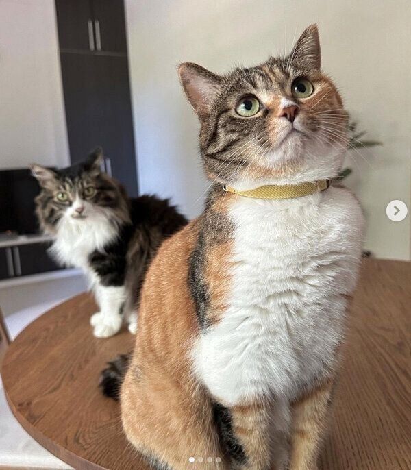 テーブルの上に乗るみそちゃん、けだまちゃん