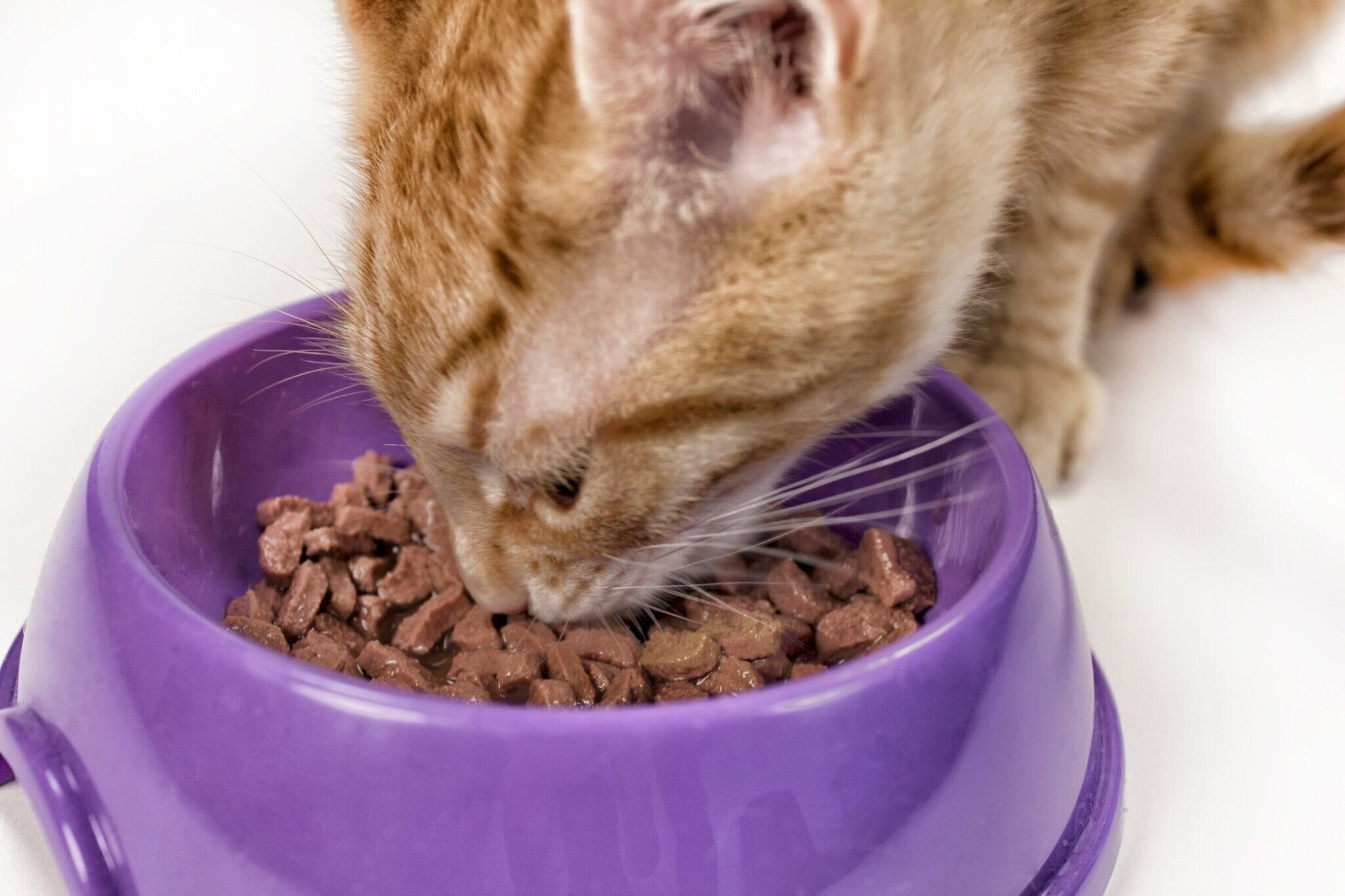 ゴハンを食べる猫