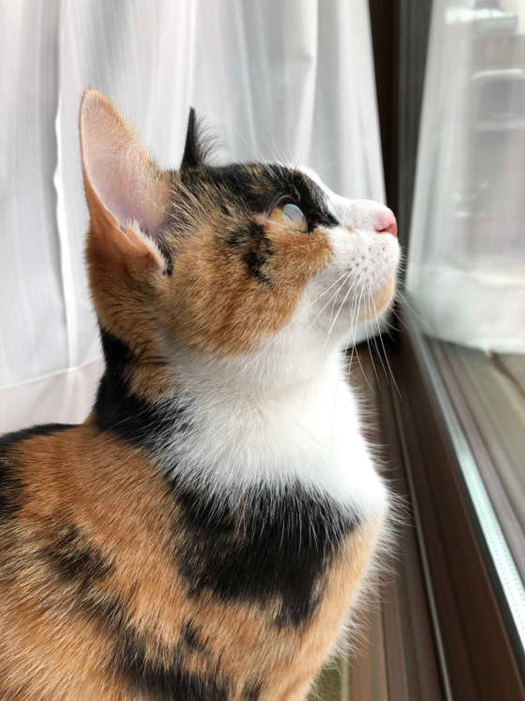 人にはあるけど 猫にはないこんな 気持ち ねこのきもちweb Magazine 人にはあるけど 猫にはないこんな 気持ち ねこのきもちweb Magazine