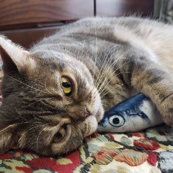 ディアくん アメリカンショートヘア