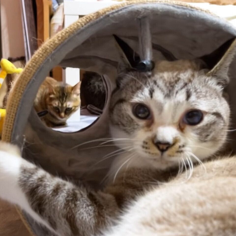 もう一回じゃれようと考えているリノちゃん