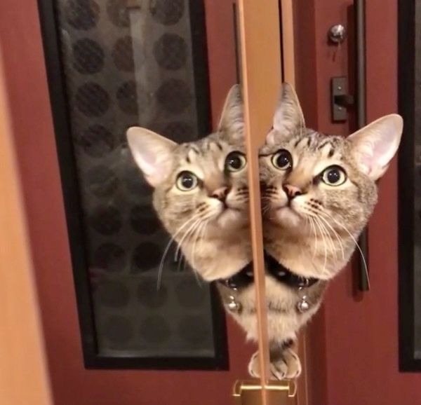 鏡に映る猫