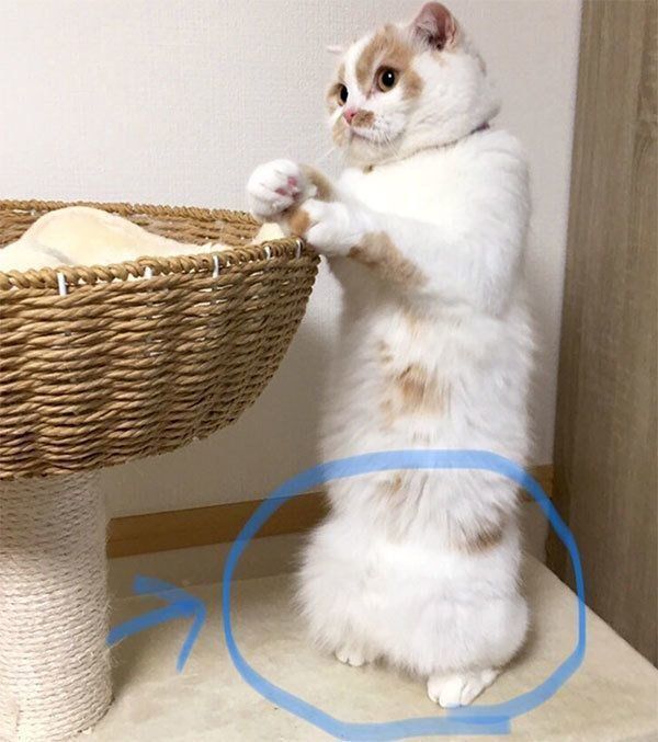 立ち上がるホイちゃん