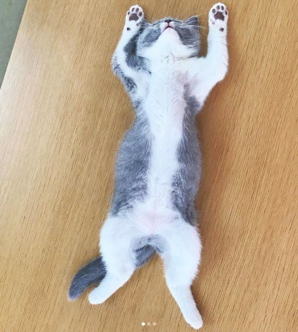 ヘソ天するまるこちゃん