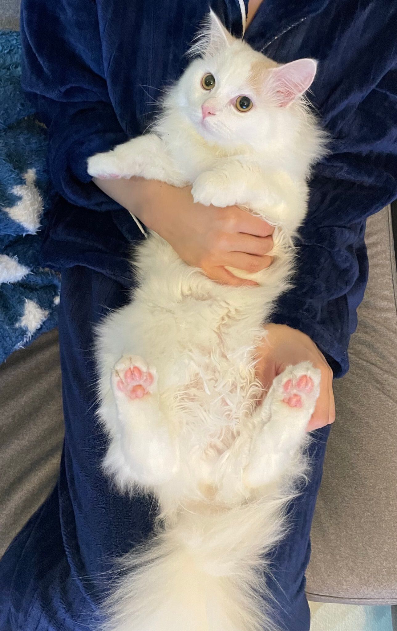 飼い主に抱かれるサイベリアン