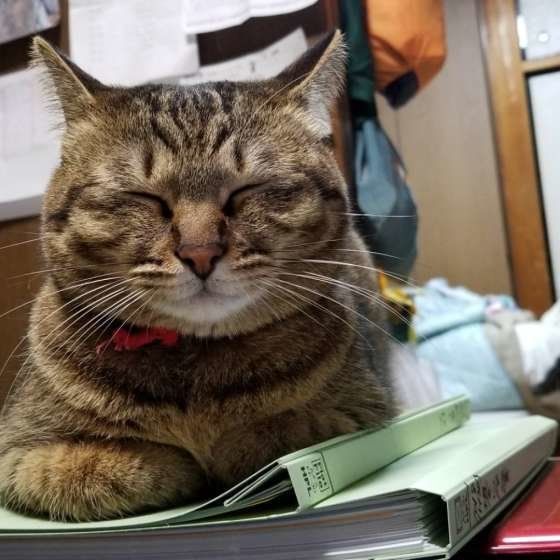 書類の上で眠る猫