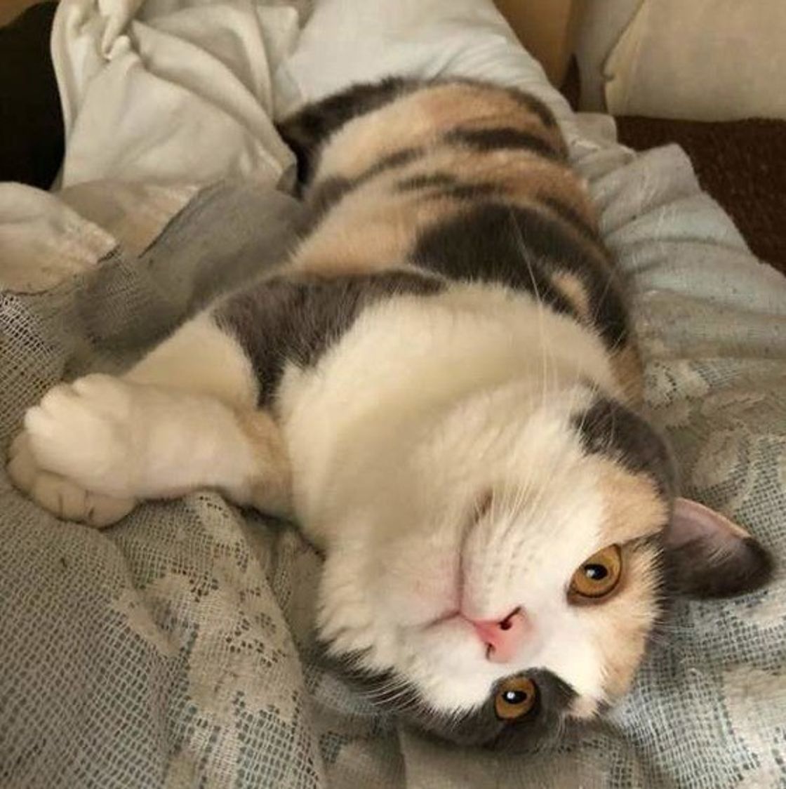 獣医師が解説 猫にイカを与えてもいいの 腰を抜かすって本当 ねこのきもちweb Magazine 獣医師が解説 猫にイカを与えてもいいの 腰を抜かすって本当 ねこのきもちweb Magazine