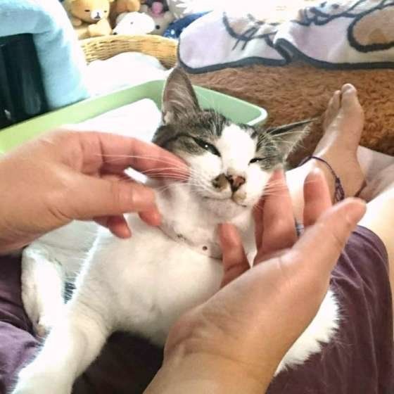 猫の顔マッサージ
