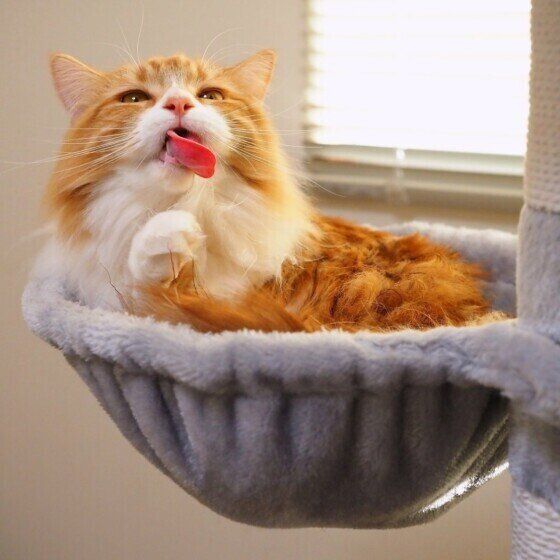 マンチカンのカノンちゃん