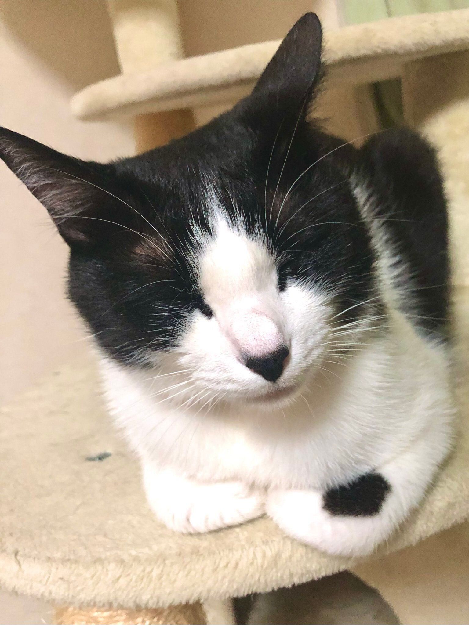 香箱座りをしている猫