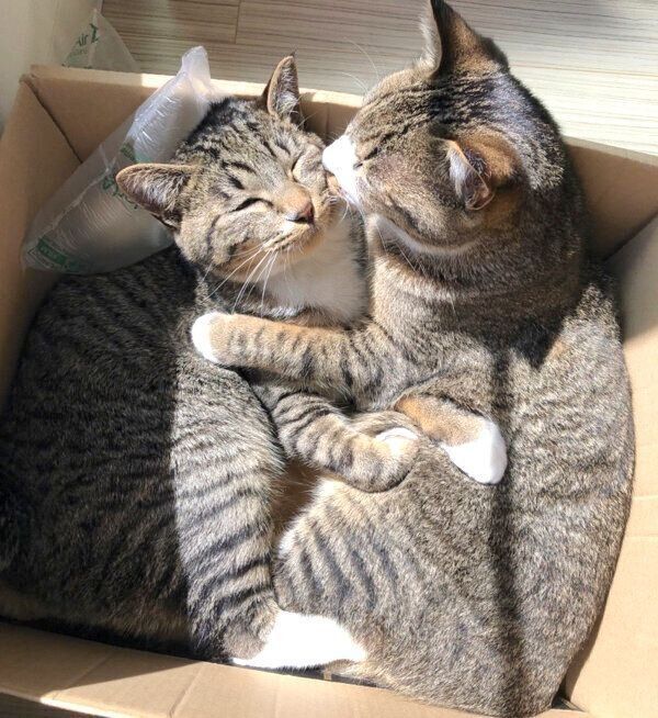 箱の中でくつろぐちゃむのすけちゃんと、まるきちちゃん