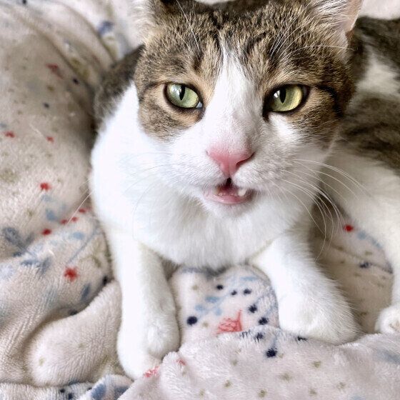 五郎  MIXフレーメン反応中