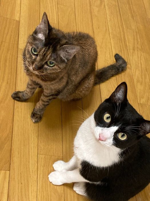 ヨネちゃんとヨネちゃんが好きな銕くん