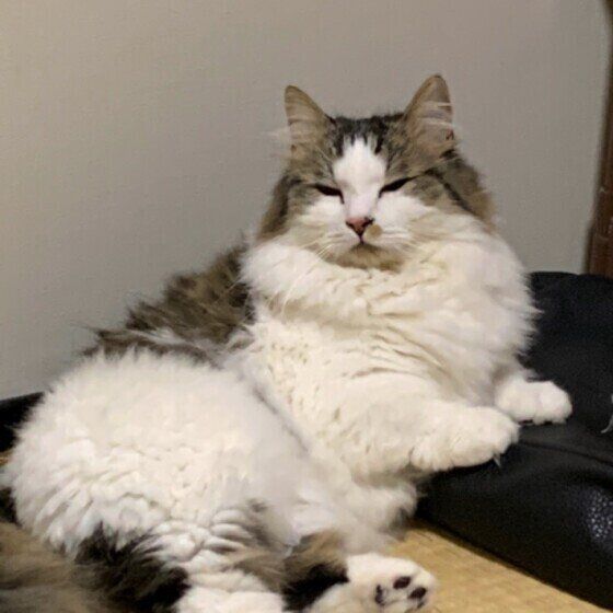 くつろぐマンチカン・ロングヘア