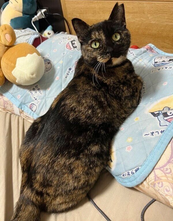 枕元でくつろぐくるみちゃん