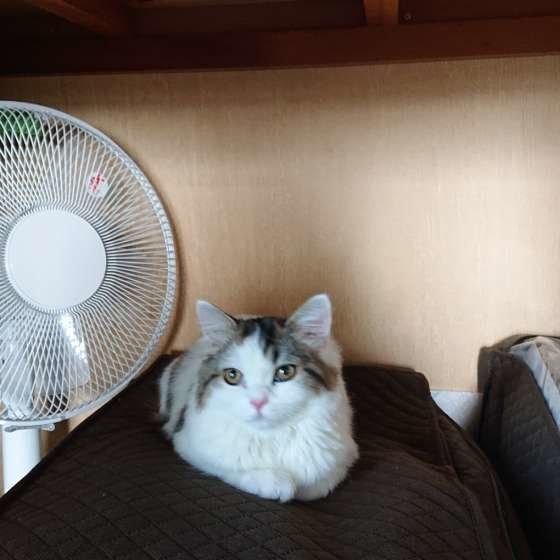 スコティッシュフォールド　プリン　押し入れ