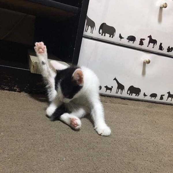 猫　毛づくろい ネコランド on X: 