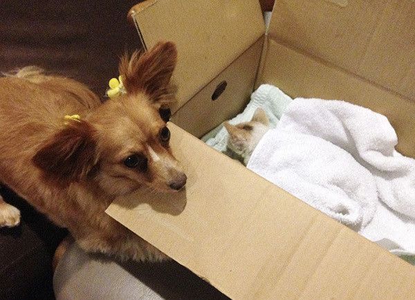 つらそうな子猫を見る犬